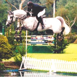 Show Jumping Stallions